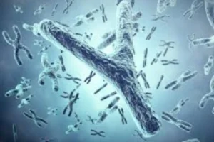 Y Chromosome Shrinking: What It Means for the Future of Human Reproduction